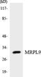 Mitochondrial Ribosomal Protein L9 antibody, LS-C200224, Lifespan Biosciences, Western Blot image 