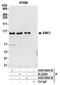 ER Membrane Protein Complex Subunit 1 antibody, A305-604A-M, Bethyl Labs, Immunoprecipitation image 