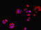 RCC1 And BTB Domain Containing Protein 2 antibody, LS-C396611, Lifespan Biosciences, Immunofluorescence image 