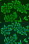 HAUS augmin-like complex subunit 8 antibody, 23-225, ProSci, Immunofluorescence image 