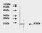 Fibroblast Growth Factor 2 antibody, AM09155PU-N, Origene, Western Blot image 