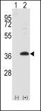 Proto-oncogene FRAT1 antibody, 57-684, ProSci, Western Blot image 