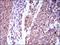 CD25 antibody, NBP2-37349, Novus Biologicals, Immunohistochemistry frozen image 