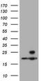 Proteasome Subunit Beta 9 antibody, CF504391, Origene, Western Blot image 