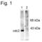 Dual specificity protein kinase CLK2 antibody, PA1-4617, Invitrogen Antibodies, Western Blot image 