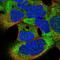 TSR3 Ribosome Maturation Factor antibody, HPA040760, Atlas Antibodies, Immunocytochemistry image 