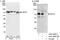 DnaJ Heat Shock Protein Family (Hsp40) Member C21 antibody, A301-885A, Bethyl Labs, Immunoprecipitation image 
