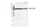 Lon protease homolog, mitochondrial antibody, 28020S, Cell Signaling Technology, Western Blot image 