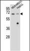 Glomulin, FKBP Associated Protein antibody, PA5-48327, Invitrogen Antibodies, Western Blot image 