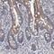 Phospholipase DDHD2 antibody, PA5-54705, Invitrogen Antibodies, Immunohistochemistry frozen image 