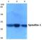 Spindlin-1 antibody, A07281-1, Boster Biological Technology, Western Blot image 