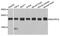 NADH:Ubiquinone Oxidoreductase Subunit B10 antibody, A11886-2, Boster Biological Technology, Western Blot image 
