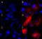 Nanos C2HC-Type Zinc Finger 2 antibody, 696804, BioLegend, Immunocytochemistry image 