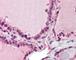 PAPD7 antibody, 49-227, ProSci, Immunohistochemistry frozen image 