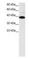 ZFP1 Zinc Finger Protein antibody, PA1-24439, Invitrogen Antibodies, Western Blot image 
