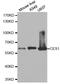 Carboxylesterase 1 antibody, LS-B13372, Lifespan Biosciences, Western Blot image 