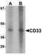 CD33 Molecule antibody, orb75693, Biorbyt, Western Blot image 