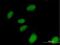 Nucleotide Binding Protein 1 antibody, H00004682-B01P, Novus Biologicals, Immunofluorescence image 