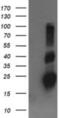 Rho-related GTP-binding protein RhoJ antibody, NBP2-45590, Novus Biologicals, Western Blot image 