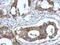 Fibulin 7 antibody, NBP2-20659, Novus Biologicals, Immunohistochemistry frozen image 