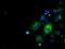 Basigin (Ok Blood Group) antibody, NBP2-02534, Novus Biologicals, Immunofluorescence image 