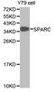 SPARC antibody, LS-C192907, Lifespan Biosciences, Western Blot image 