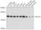 Ribosomal Protein L23a antibody, 19-275, ProSci, Western Blot image 