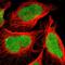 Chromosome 1 Open Reading Frame 174 antibody, HPA008270, Atlas Antibodies, Immunofluorescence image 