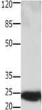 High mobility group protein B2 antibody, orb107533, Biorbyt, Western Blot image 