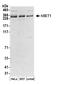 Histone-lysine N-methyltransferase SETD1A antibody, A300-290A, Bethyl Labs, Western Blot image 