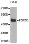 Forkhead Box D3 antibody, abx007250, Abbexa, Western Blot image 
