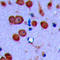 Cadherin 19 antibody, GTX55258, GeneTex, Immunohistochemistry paraffin image 