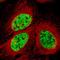 Structural Maintenance Of Chromosomes Flexible Hinge Domain Containing 1 antibody, NBP2-59045, Novus Biologicals, Immunocytochemistry image 