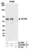 Dynactin Subunit 4 antibody, A304-986A, Bethyl Labs, Immunoprecipitation image 