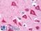 Glypican-6 antibody, LS-B10702, Lifespan Biosciences, Immunohistochemistry paraffin image 