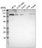 Ribosomal Protein S6 Kinase A5 antibody, HPA001780, Atlas Antibodies, Western Blot image 