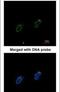 Replication Protein A1 antibody, PA5-21976, Invitrogen Antibodies, Immunofluorescence image 
