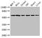 NAP-4 antibody, LS-C679583, Lifespan Biosciences, Western Blot image 