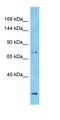 Rap Guanine Nucleotide Exchange Factor 4 antibody, orb327356, Biorbyt, Western Blot image 