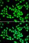 Heat Shock Protein Family H (Hsp110) Member 1 antibody, orb247532, Biorbyt, Immunofluorescence image 