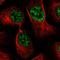 Spermatogenesis-associated protein 5 antibody, NBP1-89214, Novus Biologicals, Immunocytochemistry image 