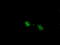 Mitogen-Activated Protein Kinase 1 antibody, LS-C114572, Lifespan Biosciences, Immunofluorescence image 