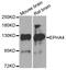 Sek1 antibody, A01860, Boster Biological Technology, Western Blot image 