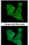 Dual Specificity Phosphatase 7 antibody, PA5-22014, Invitrogen Antibodies, Immunofluorescence image 