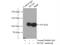 Minichromosome Maintenance Complex Component 3 antibody, 15597-1-AP, Proteintech Group, Immunoprecipitation image 