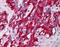 Dynein light chain 1, cytoplasmic antibody, MBS421454, MyBioSource, Immunohistochemistry frozen image 