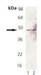 FAS antibody, NB120-13550, Novus Biologicals, Western Blot image 