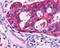 ADRB2 antibody, TA317555, Origene, Immunohistochemistry paraffin image 