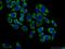 Microtubule-associated tumor suppressor 1 antibody, 13436-1-AP, Proteintech Group, Immunofluorescence image 