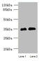 Ret Finger Protein Like 3 antibody, A60582-100, Epigentek, Western Blot image 